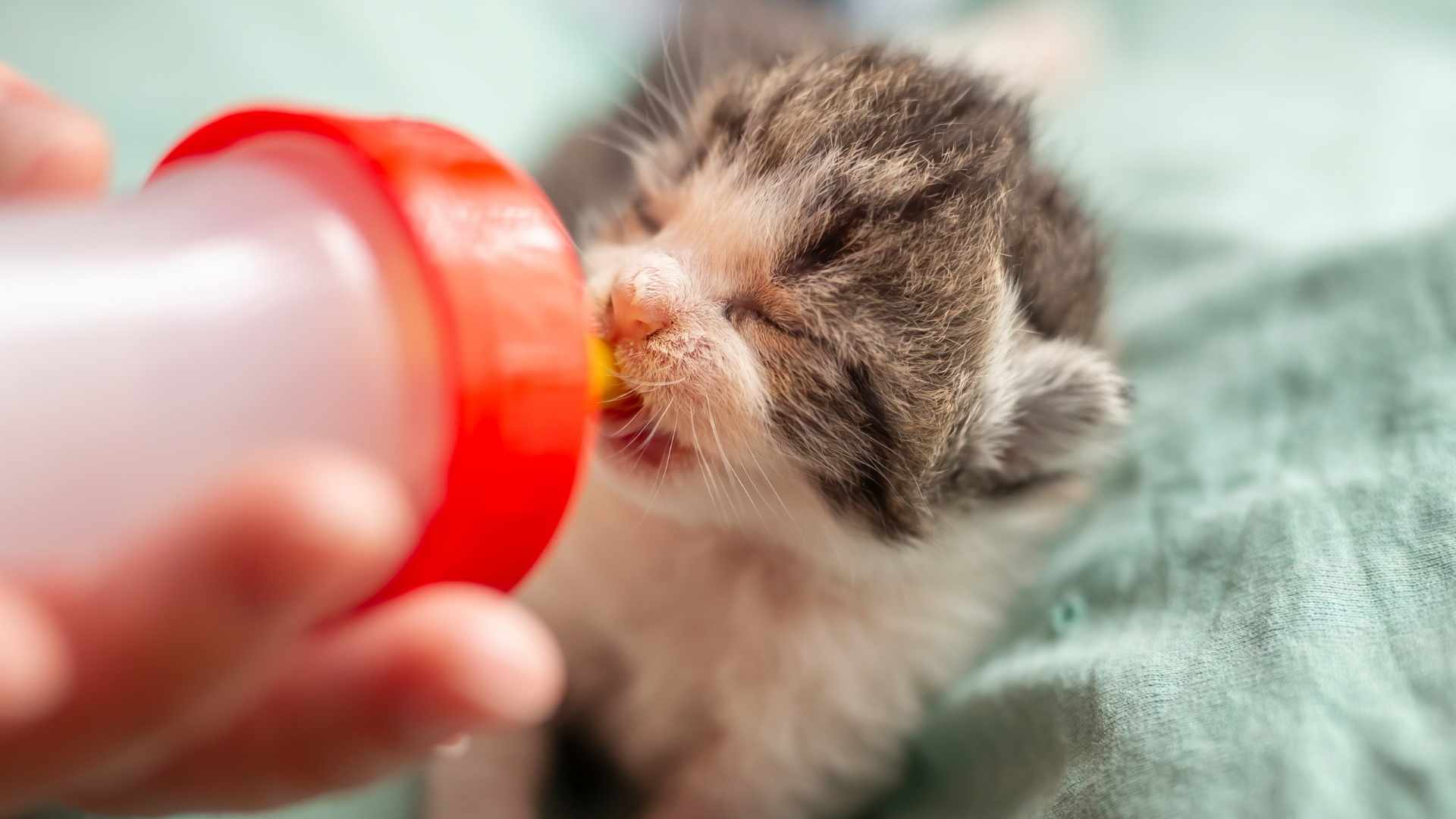 gatito con biberón